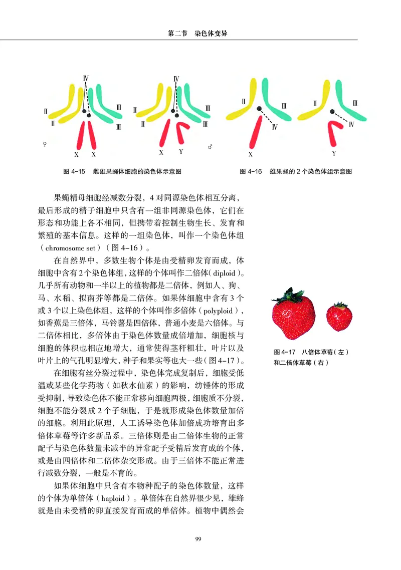 沪科教生物必修2高清教材_4-教培资料-26年最新资料-同步更新_初中高中教资_03科三专项（进去保存报考的学科即可）_02科三专项（笔记真题思维导图教学设计版本二）
