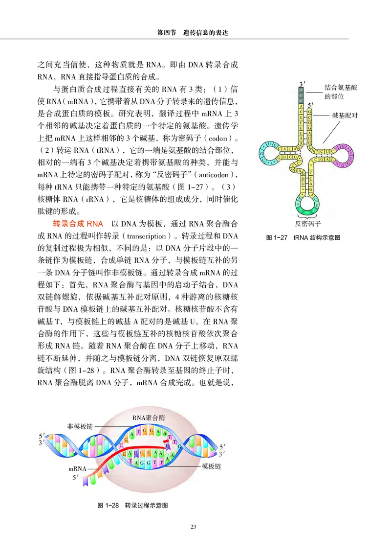 沪科教生物必修2高清教材_4-教培资料-26年最新资料-同步更新_初中高中教资_03科三专项（进去保存报考的学科即可）_02科三专项（笔记真题思维导图教学设计版本二）