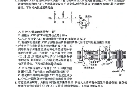 生物试卷(26-L-158C)_251101黑龙江省齐齐哈尔市普通高中联谊学校2025-2026学年高三上学期期中考试（全科）