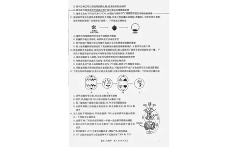 广西部分学校2024-2025学年高二下学期6月联合摸底考试生物试卷（含答案）_2025年6月_250616广西金太阳2024-2025学年高二下学期6月联合摸底考试(1)