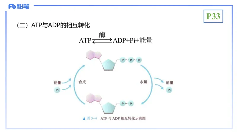理论精讲05-细胞生物学2-拾光_4-教培资料-26年最新资料-同步更新_初中高中教资_03科三专项（进去保存报考的学科即可）_01科目三FB网课、三色速记手册、知识点导图等推荐_初中