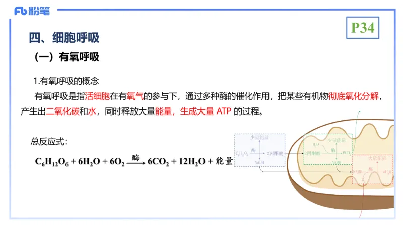 理论精讲05-细胞生物学2-拾光_4-教培资料-26年最新资料-同步更新_初中高中教资_03科三专项（进去保存报考的学科即可）_01科目三FB网课、三色速记手册、知识点导图等推荐_初中