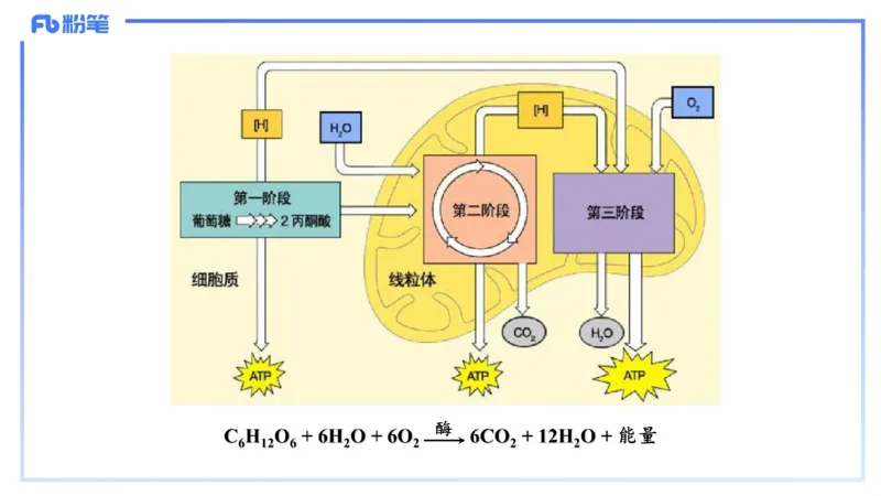 理论精讲05-细胞生物学2-拾光_4-教培资料-26年最新资料-同步更新_初中高中教资_03科三专项（进去保存报考的学科即可）_01科目三FB网课、三色速记手册、知识点导图等推荐_初中