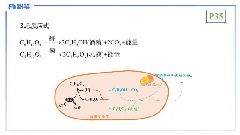 理论精讲05-细胞生物学2-拾光_4-教培资料-26年最新资料-同步更新_初中高中教资_03科三专项（进去保存报考的学科即可）_01科目三FB网课、三色速记手册、知识点导图等推荐_初中
