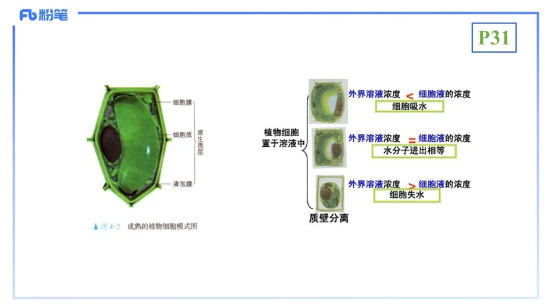 理论精讲05-细胞生物学2-拾光_4-教培资料-26年最新资料-同步更新_初中高中教资_03科三专项（进去保存报考的学科即可）_01科目三FB网课、三色速记手册、知识点导图等推荐_初中