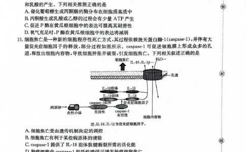 河北省2026届高三上学期12月联考（26-150C）生物_2025年12月_251225金太阳&middot;河北省2026届高三上学期12月联考（26-150C）（全科）