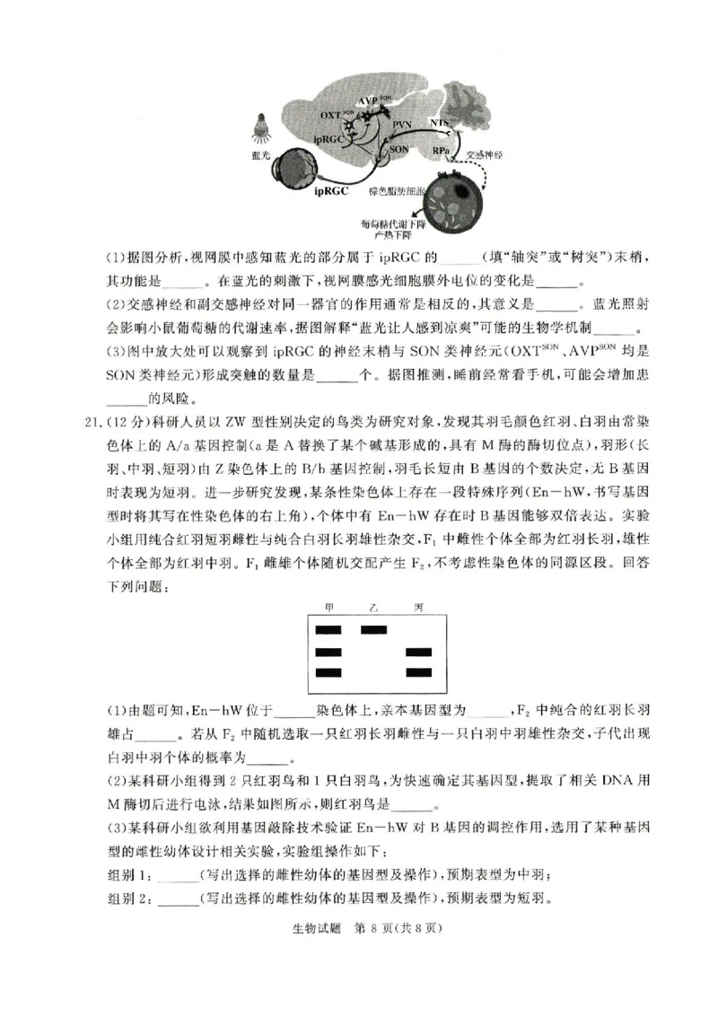 河南青桐鸣2026届高三上学期12月联考生物试卷+答案_2025年12月_251218河南高三青桐鸣大联考2025年12月联考