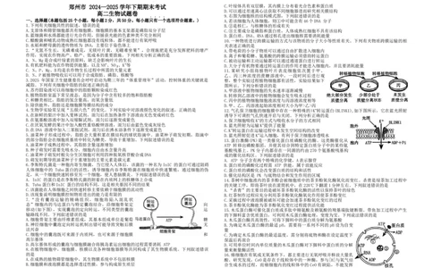 河南省郑州市2024-2025学年高二下学期期末生物试题_2025年7月_250702河南省郑州市2024-2025学年高二下学期期末考试_河南省郑州市2024&mdash;2025学年高二下学期期末考试生物试题
