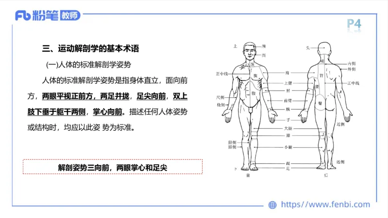 理论精讲-运动解剖学1(1)_4-教培资料-26年最新资料-同步更新_科一科二电子资料合集中小幼（笔记真题知识点汇总等）文件多，按需保存_各机构笔记合集（中小幼）推荐_上课课件