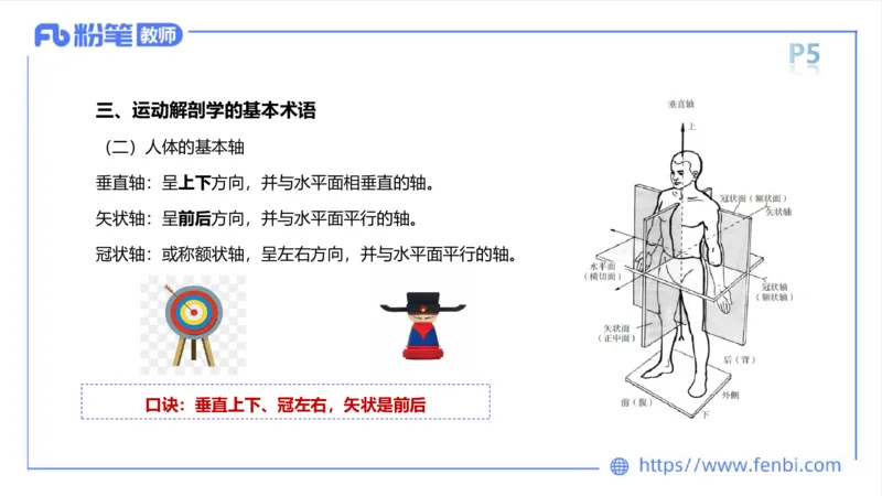 理论精讲-运动解剖学1(1)_4-教培资料-26年最新资料-同步更新_科一科二电子资料合集中小幼（笔记真题知识点汇总等）文件多，按需保存_各机构笔记合集（中小幼）推荐_上课课件