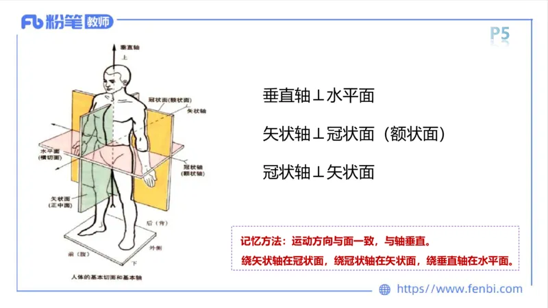 理论精讲-运动解剖学1(1)_4-教培资料-26年最新资料-同步更新_科一科二电子资料合集中小幼（笔记真题知识点汇总等）文件多，按需保存_各机构笔记合集（中小幼）推荐_上课课件