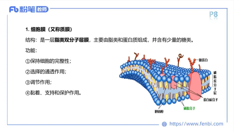 理论精讲-运动解剖学1(1)_4-教培资料-26年最新资料-同步更新_科一科二电子资料合集中小幼（笔记真题知识点汇总等）文件多，按需保存_各机构笔记合集（中小幼）推荐_上课课件
