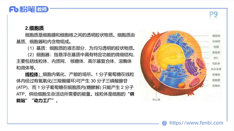 理论精讲-运动解剖学1(1)_4-教培资料-26年最新资料-同步更新_科一科二电子资料合集中小幼（笔记真题知识点汇总等）文件多，按需保存_各机构笔记合集（中小幼）推荐_上课课件