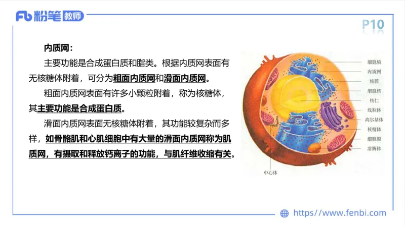 理论精讲-运动解剖学1(1)_4-教培资料-26年最新资料-同步更新_科一科二电子资料合集中小幼（笔记真题知识点汇总等）文件多，按需保存_各机构笔记合集（中小幼）推荐_上课课件