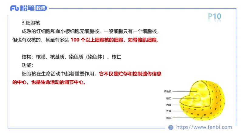 理论精讲-运动解剖学1(1)_4-教培资料-26年最新资料-同步更新_科一科二电子资料合集中小幼（笔记真题知识点汇总等）文件多，按需保存_各机构笔记合集（中小幼）推荐_上课课件