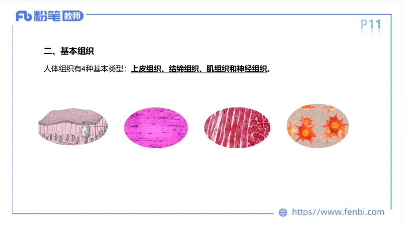 理论精讲-运动解剖学1(1)_4-教培资料-26年最新资料-同步更新_科一科二电子资料合集中小幼（笔记真题知识点汇总等）文件多，按需保存_各机构笔记合集（中小幼）推荐_上课课件