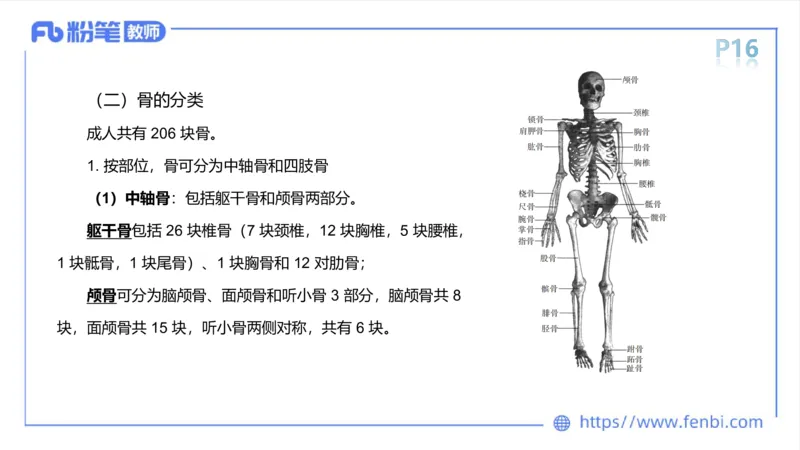 理论精讲-运动解剖学1(1)_4-教培资料-26年最新资料-同步更新_科一科二电子资料合集中小幼（笔记真题知识点汇总等）文件多，按需保存_各机构笔记合集（中小幼）推荐_上课课件