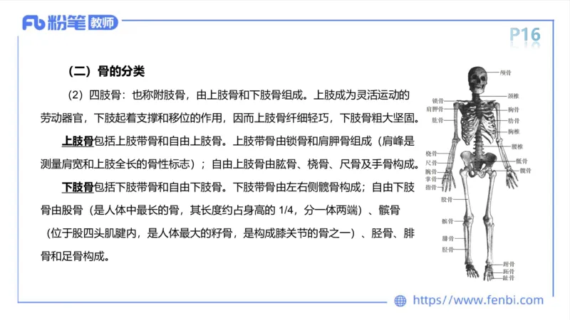 理论精讲-运动解剖学1(1)_4-教培资料-26年最新资料-同步更新_科一科二电子资料合集中小幼（笔记真题知识点汇总等）文件多，按需保存_各机构笔记合集（中小幼）推荐_上课课件
