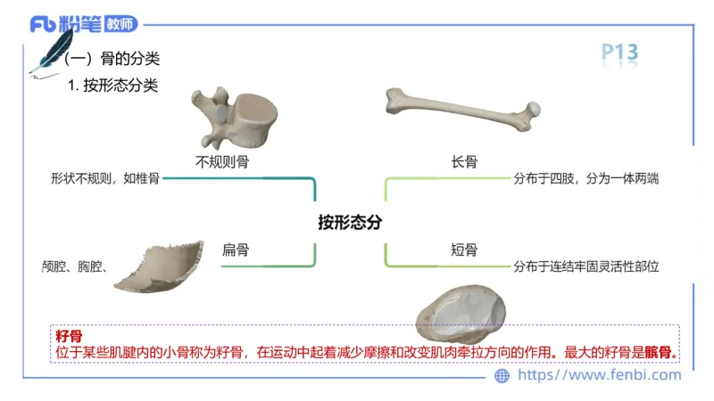 理论精讲-运动解剖学1(1)_4-教培资料-26年最新资料-同步更新_科一科二电子资料合集中小幼（笔记真题知识点汇总等）文件多，按需保存_各机构笔记合集（中小幼）推荐_上课课件