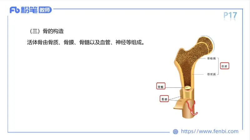 理论精讲-运动解剖学1(1)_4-教培资料-26年最新资料-同步更新_科一科二电子资料合集中小幼（笔记真题知识点汇总等）文件多，按需保存_各机构笔记合集（中小幼）推荐_上课课件