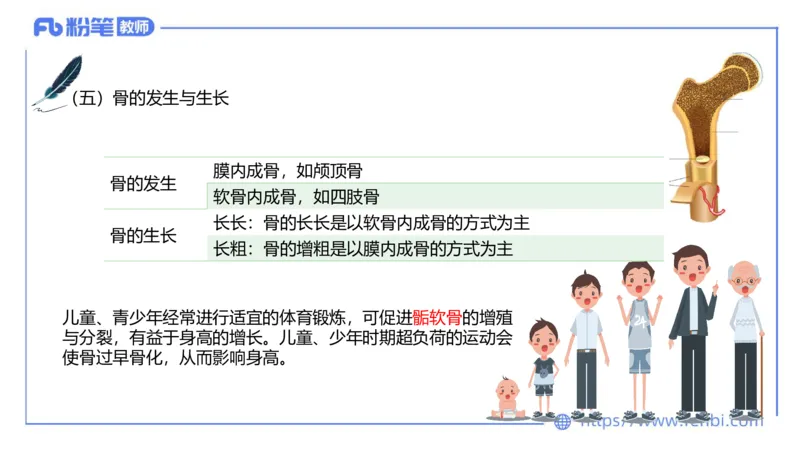 理论精讲-运动解剖学1(1)_4-教培资料-26年最新资料-同步更新_科一科二电子资料合集中小幼（笔记真题知识点汇总等）文件多，按需保存_各机构笔记合集（中小幼）推荐_上课课件