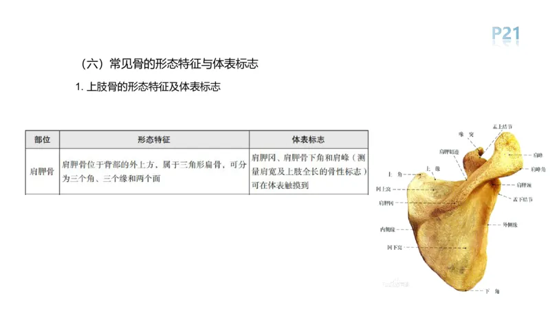理论精讲-运动解剖学1(1)_4-教培资料-26年最新资料-同步更新_科一科二电子资料合集中小幼（笔记真题知识点汇总等）文件多，按需保存_各机构笔记合集（中小幼）推荐_上课课件