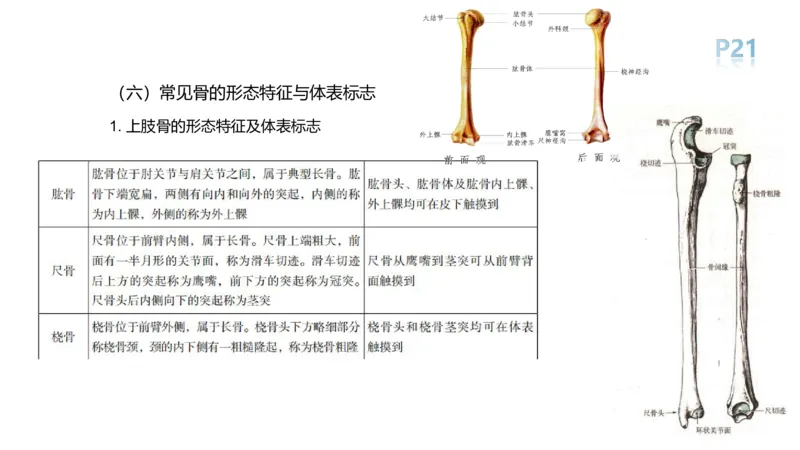 理论精讲-运动解剖学1(1)_4-教培资料-26年最新资料-同步更新_科一科二电子资料合集中小幼（笔记真题知识点汇总等）文件多，按需保存_各机构笔记合集（中小幼）推荐_上课课件
