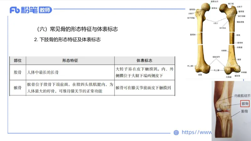 理论精讲-运动解剖学1(1)_4-教培资料-26年最新资料-同步更新_科一科二电子资料合集中小幼（笔记真题知识点汇总等）文件多，按需保存_各机构笔记合集（中小幼）推荐_上课课件