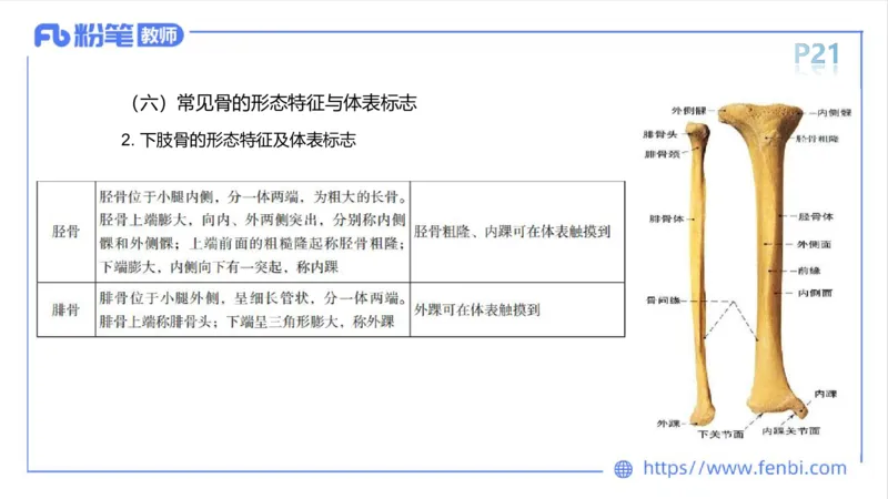 理论精讲-运动解剖学1(1)_4-教培资料-26年最新资料-同步更新_科一科二电子资料合集中小幼（笔记真题知识点汇总等）文件多，按需保存_各机构笔记合集（中小幼）推荐_上课课件