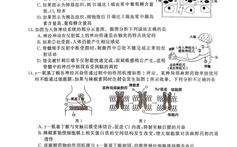 2025年榆林市高三生物联考试卷_2025年12月_2512132025-2026学年高三12月联考_2025-2026高三12月联考生物试卷（含答案）