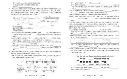 四川省大数据智学领航联盟2026届高三第一次教学质量联合测评生物试题（含答案）_251103四川省大数据智学领航联盟2026届高三第一次教学质量联合测评（全科）