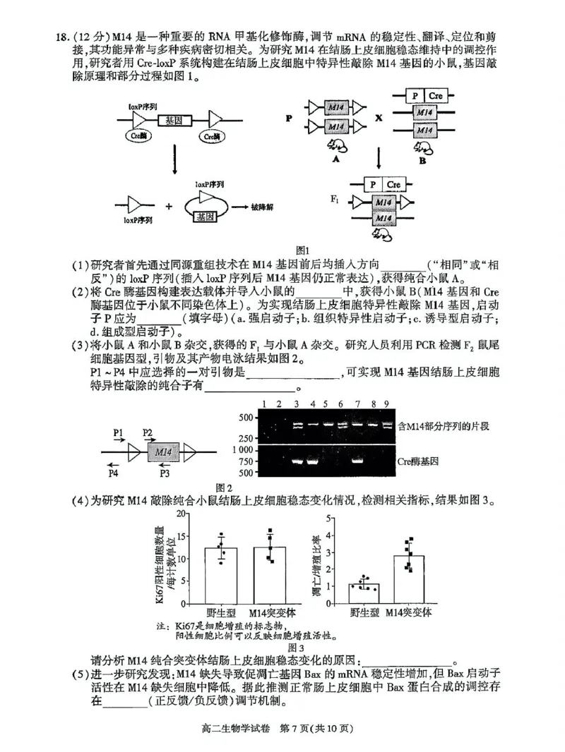 北京市朝阳区2024-2025学年高二下学期期末生物试题_2025年7月_250709北京市朝阳区2024-2025学年高二下学期期末（全科）_北京市朝阳区2024-2025学年高二下学期期末质量检测生物