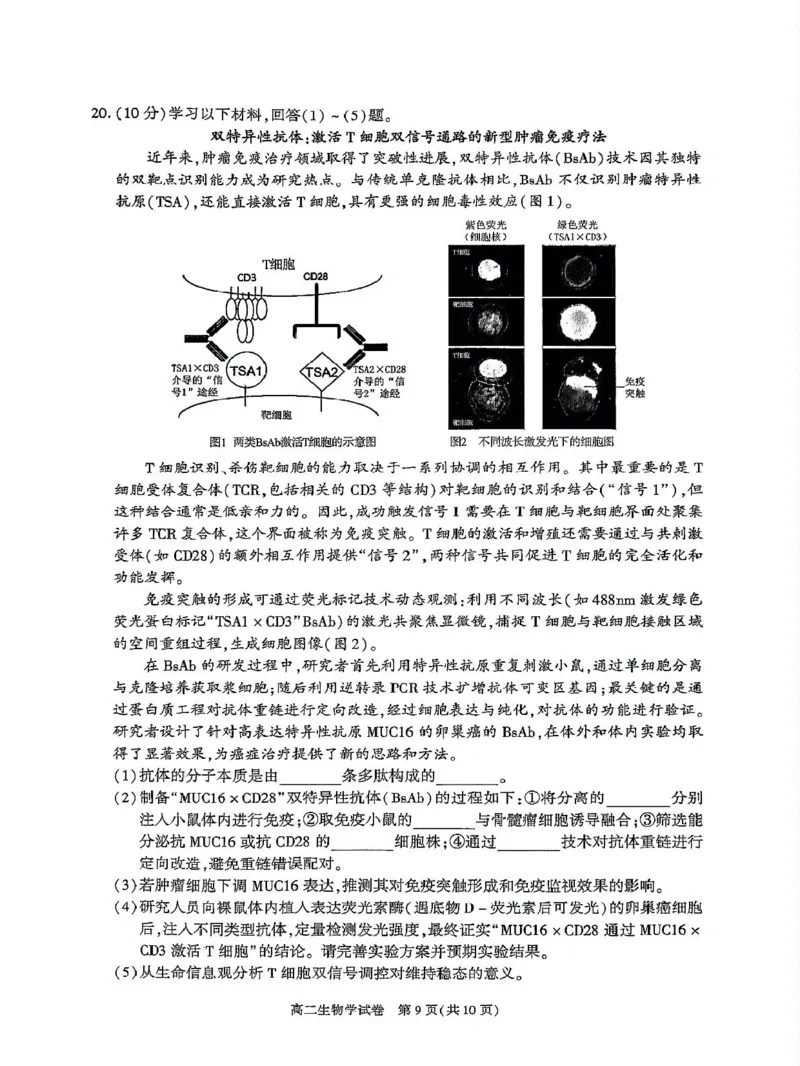 北京市朝阳区2024-2025学年高二下学期期末生物试题_2025年7月_250709北京市朝阳区2024-2025学年高二下学期期末（全科）_北京市朝阳区2024-2025学年高二下学期期末质量检测生物