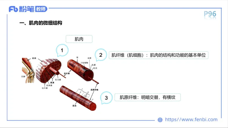 理论精讲-运动生理学1_4-教培资料-26年最新资料-同步更新_科一科二电子资料合集中小幼（笔记真题知识点汇总等）文件多，按需保存_各机构笔记合集（中小幼）推荐_1理论精讲