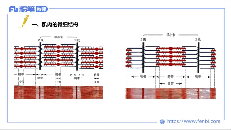 理论精讲-运动生理学1_4-教培资料-26年最新资料-同步更新_科一科二电子资料合集中小幼（笔记真题知识点汇总等）文件多，按需保存_各机构笔记合集（中小幼）推荐_1理论精讲