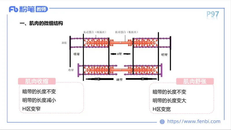 理论精讲-运动生理学1_4-教培资料-26年最新资料-同步更新_科一科二电子资料合集中小幼（笔记真题知识点汇总等）文件多，按需保存_各机构笔记合集（中小幼）推荐_1理论精讲
