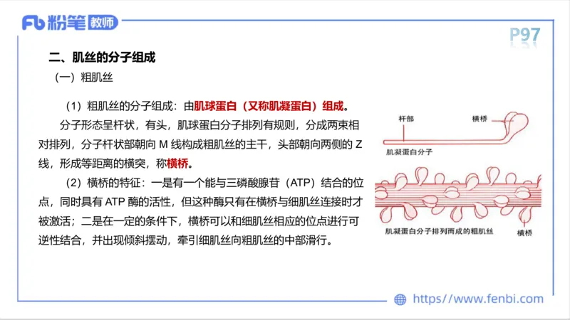 理论精讲-运动生理学1_4-教培资料-26年最新资料-同步更新_科一科二电子资料合集中小幼（笔记真题知识点汇总等）文件多，按需保存_各机构笔记合集（中小幼）推荐_1理论精讲