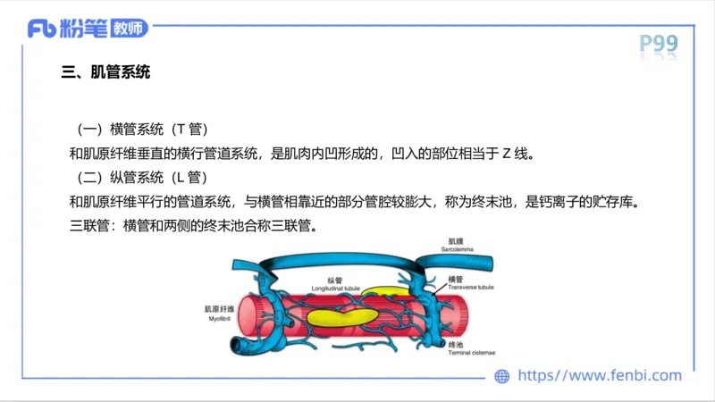 理论精讲-运动生理学1_4-教培资料-26年最新资料-同步更新_科一科二电子资料合集中小幼（笔记真题知识点汇总等）文件多，按需保存_各机构笔记合集（中小幼）推荐_1理论精讲