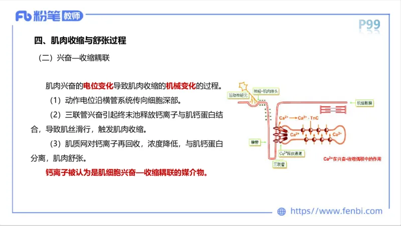 理论精讲-运动生理学1_4-教培资料-26年最新资料-同步更新_科一科二电子资料合集中小幼（笔记真题知识点汇总等）文件多，按需保存_各机构笔记合集（中小幼）推荐_1理论精讲