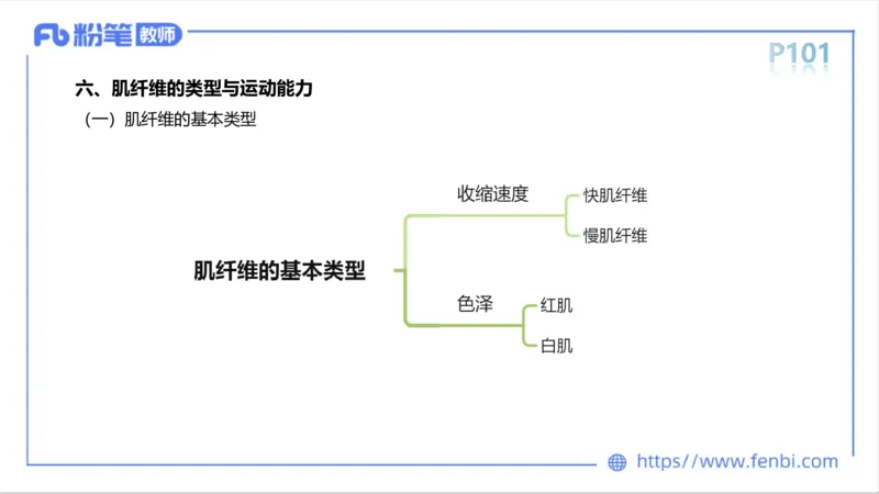 理论精讲-运动生理学1_4-教培资料-26年最新资料-同步更新_科一科二电子资料合集中小幼（笔记真题知识点汇总等）文件多，按需保存_各机构笔记合集（中小幼）推荐_1理论精讲