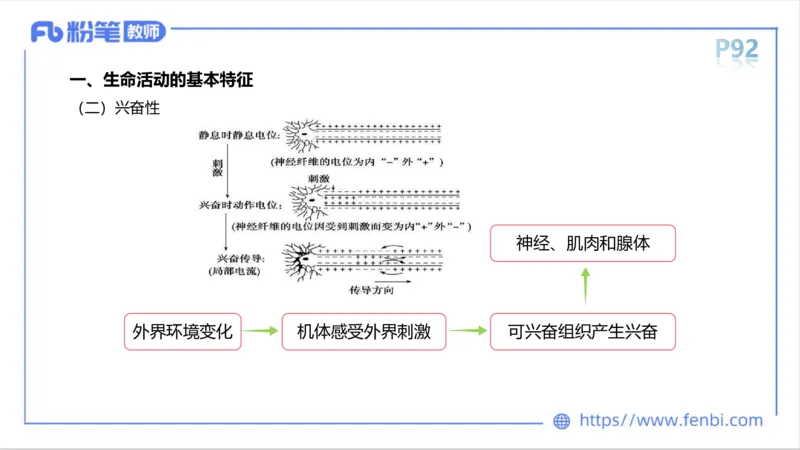 理论精讲-运动生理学1_4-教培资料-26年最新资料-同步更新_科一科二电子资料合集中小幼（笔记真题知识点汇总等）文件多，按需保存_各机构笔记合集（中小幼）推荐_1理论精讲
