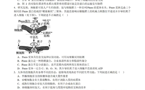 合肥市普通高中六校联盟2025年秋季学期期中考试生物_251115安徽省合肥市普通高中六校联盟2025年秋季学期期中考试（全科）