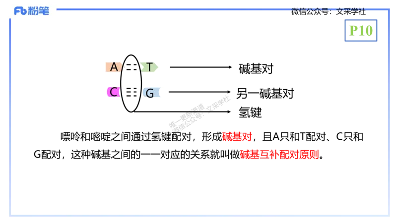 理论精讲02-分子生物学2-拾光_4-教培资料-26年最新资料-同步更新_初中高中教资_03科三专项（进去保存报考的学科即可）_01科目三FB网课、三色速记手册、知识点导图等推荐_初中