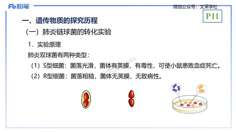 理论精讲02-分子生物学2-拾光_4-教培资料-26年最新资料-同步更新_初中高中教资_03科三专项（进去保存报考的学科即可）_01科目三FB网课、三色速记手册、知识点导图等推荐_初中