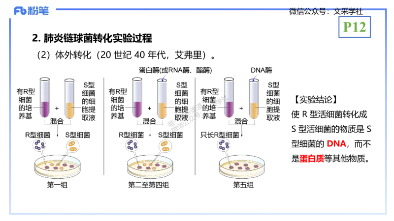 理论精讲02-分子生物学2-拾光_4-教培资料-26年最新资料-同步更新_初中高中教资_03科三专项（进去保存报考的学科即可）_01科目三FB网课、三色速记手册、知识点导图等推荐_初中