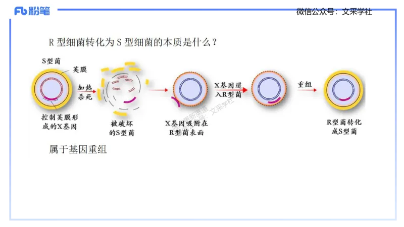 理论精讲02-分子生物学2-拾光_4-教培资料-26年最新资料-同步更新_初中高中教资_03科三专项（进去保存报考的学科即可）_01科目三FB网课、三色速记手册、知识点导图等推荐_初中