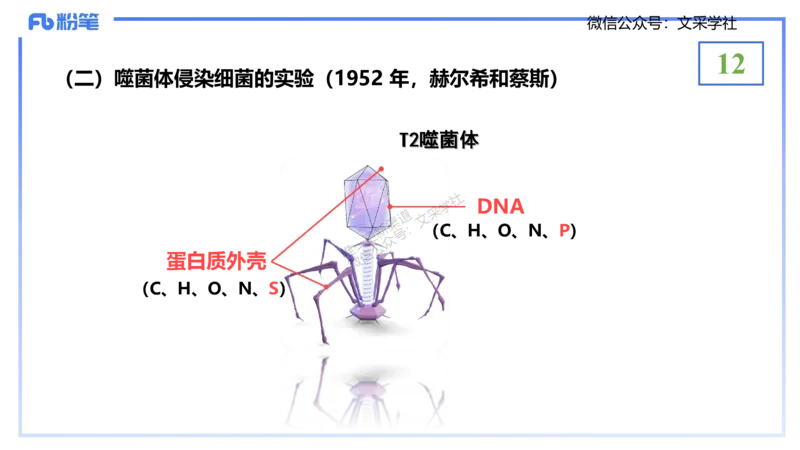 理论精讲02-分子生物学2-拾光_4-教培资料-26年最新资料-同步更新_初中高中教资_03科三专项（进去保存报考的学科即可）_01科目三FB网课、三色速记手册、知识点导图等推荐_初中