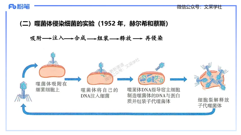 理论精讲02-分子生物学2-拾光_4-教培资料-26年最新资料-同步更新_初中高中教资_03科三专项（进去保存报考的学科即可）_01科目三FB网课、三色速记手册、知识点导图等推荐_初中