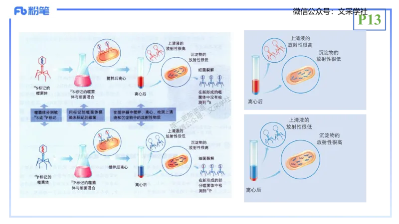 理论精讲02-分子生物学2-拾光_4-教培资料-26年最新资料-同步更新_初中高中教资_03科三专项（进去保存报考的学科即可）_01科目三FB网课、三色速记手册、知识点导图等推荐_初中