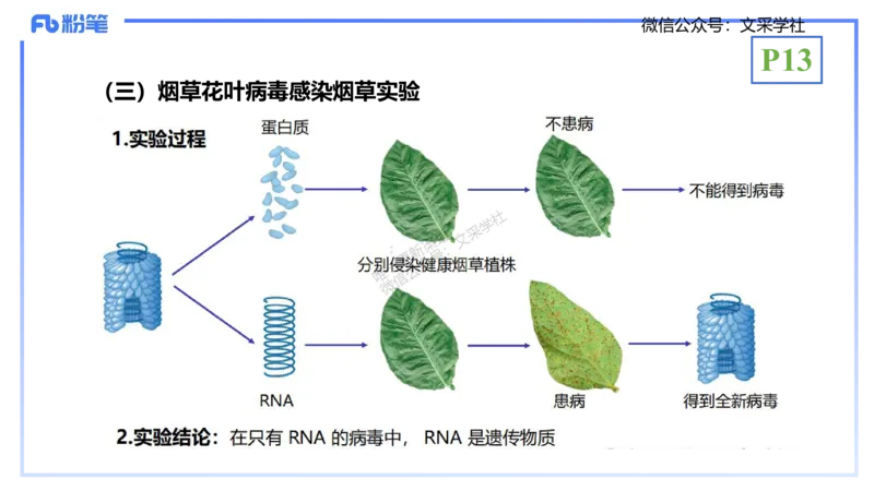 理论精讲02-分子生物学2-拾光_4-教培资料-26年最新资料-同步更新_初中高中教资_03科三专项（进去保存报考的学科即可）_01科目三FB网课、三色速记手册、知识点导图等推荐_初中
